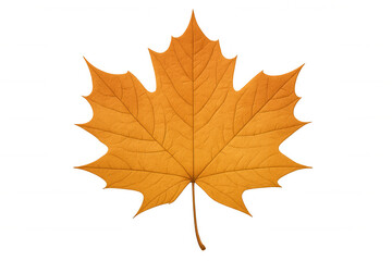 Fototapeta premium Maple leaf displaying vibrant orange color for fall season design elements on transparent background
