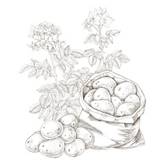 Fresh potato sketched vector illustration