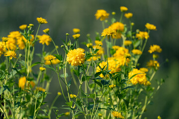 golden terry rudbeckia, golden balls on a blue sky background, summer day