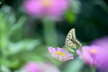 ジニアの花とアゲハチョウ