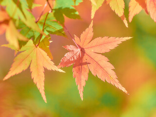 鮮やかに色づくもみじの葉紅葉ワイド