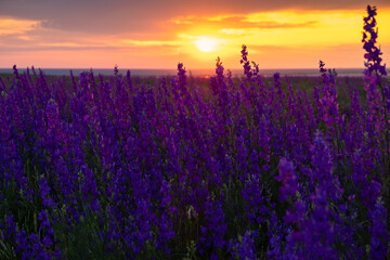 Delphinium sunset field. Beautiful summer purple flowers. Colorful background in the rays of the setting sun. The concept of summer, heat. Wild wildflowers, a poisonous plant. Blurred background, sun