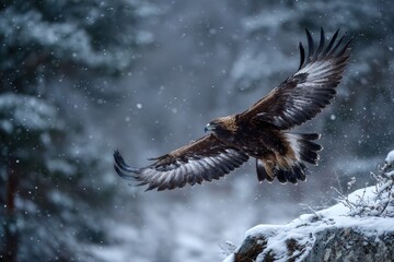Fototapeta premium Golden Eagle Snow. Majestic Eagle Flying over Snowy Woodland in Winter Wildlife