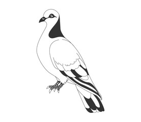 vector illustration of a bird