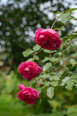 roses blooming on bushes in the garden, plant background