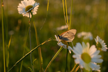 Butterfly daisy close-up. The bright rays of the sun illuminate the summer glade. The concept of warmth, evening romance. Authentic natural background for the design. Warm summer days, village