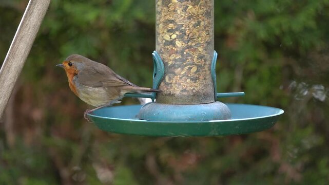 robin at the feeder