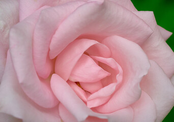 Pink tender rose close up macro