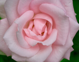 Pink tender rose close up macro