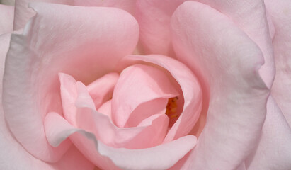Pink tender rose close up macro