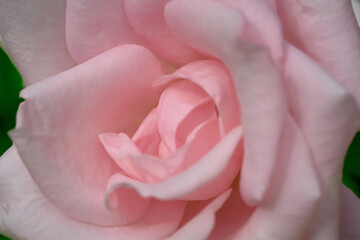 Pink tender rose close up macro