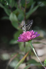 ジニアの花とアゲハチョウ