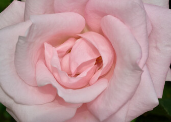 Pink tender rose close up macro