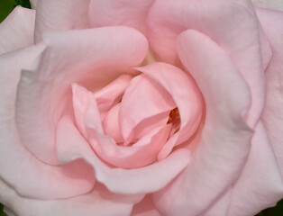 Pink tender rose close up macro
