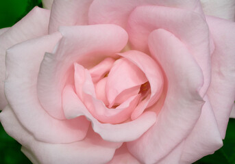 Pink tender rose close up macro