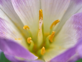 Autumn Crocus Colchicum close up macro 