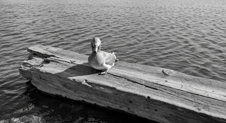A weathered wooden beam, resting on water, holds a duck, bathed in tranquil grayscale light.