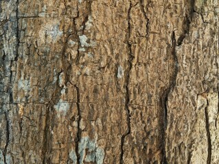 Naklejka premium Close up of tree bark or wooden texture. Suitable for background 