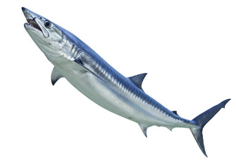 Great barracuda isolated on transparent PNG, silver predatory fish with sharp teeth for marine life...