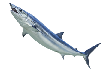 Great barracuda isolated on transparent PNG, silver predatory fish with sharp teeth for marine life and wildlife concepts