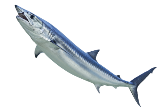 Great barracuda isolated on transparent PNG, silver predatory fish with sharp teeth for marine life and wildlife concepts