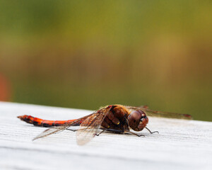 close up macro shot of a dragon fly resting on a wooden plank