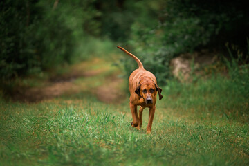 Brown dog walking along a grassy trail in a wooded area.