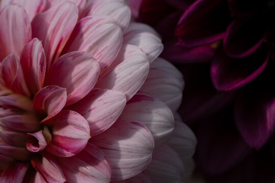 close up shot of a a bunch of pink dahlias