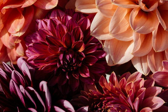 close up of a bunch of dahlia's in a garden in summer