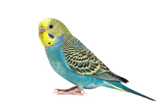 Beautiful budgerigar isolated PNG, small parrot with blue and yellow plumage on transparent background, pet bird for design use - Powered by Adobe