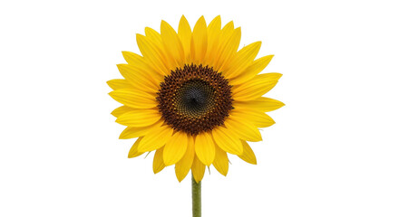 Obraz premium Isolated sunflower with yellow petals and dark center in full bloom against clean background