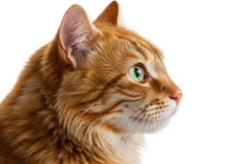 Ginger cat portrait isolated on transparent background, close-up of a beautiful orange tabby cat with green eyes in profile