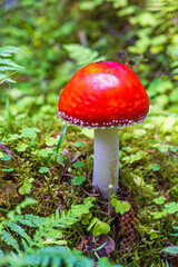 Fly agaric mushroom in a forest
