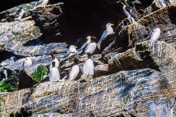 Nesting Murre birds on a cliff