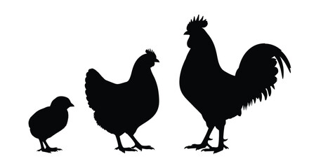 Fototapeta premium Chicken chick hen rooster silhouettes vector