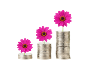Pink daisy flowers growing from stacks of coins isolated, concept of financial growth and investment on a transparent background