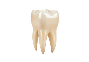 Realistic molar tooth isolated PNG, dental anatomy model for educational and medical use on transparent background