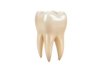 Realistic molar tooth isolated PNG, dental anatomy model for educational and medical use on transparent background