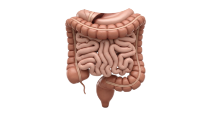 Isolated human intestine anatomy, digestive system organ medical illustration, gut health issue