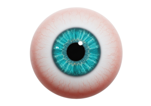 Realistic human eyeball with blue iris isolated PNG, detailed eye anatomy with blood vessels for medical or educational use - Powered by Adobe