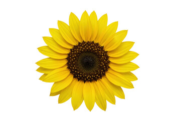 Fototapeta premium Bright yellow sunflower isolated on transparent PNG, vibrant summer flower with dark brown center for design and decoration