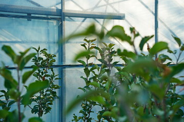 Branches of an apple tree. Big garden, harvest time.