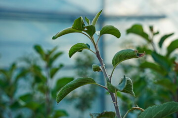 Branches of an apple tree. Big garden, harvest time.