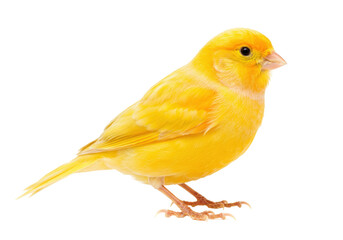 Bright yellow canary bird isolated PNG, small pet songbird with vibrant plumage on transparent background