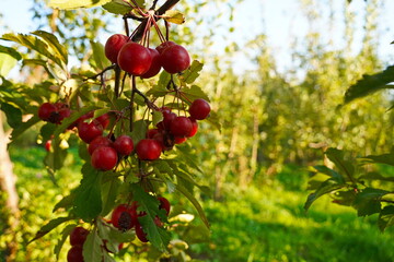 Branches of an apple tree. Big garden, harvest time.