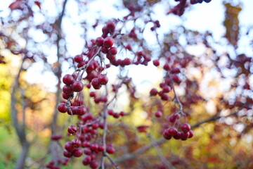 Branches of an apple tree. Big garden, harvest time.