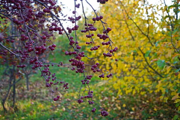 Branches of an apple tree. Big garden, harvest time.