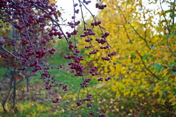 Branches of an apple tree. Big garden, harvest time.
