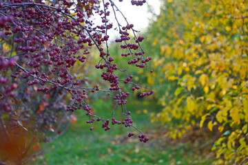 Branches of an apple tree. Big garden, harvest time.