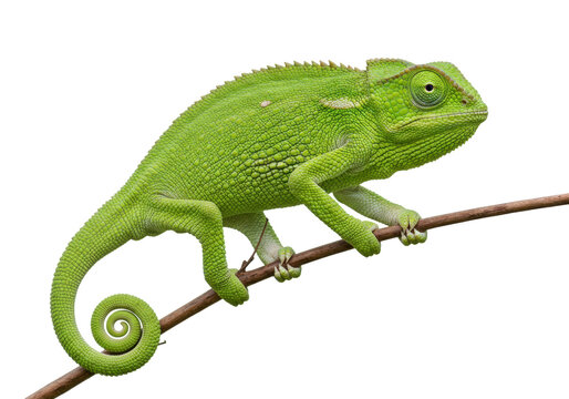 Green chameleon isolated on branch PNG, exotic pet reptile with curled tail on transparent background